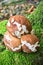 Fresh triplets boletus edulis cep harvested in forest on a blue table