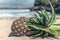 Fresh tropical exotic pineapple fruit on the beach. Parardise island of Bali, Indonesia.