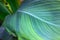 Fresh tropical leaf closeup photo. Tropical garden minimalist abstraction. Summer foliage botanical photography