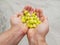 Fresh tropical Star Gooseberry fruits in hand with  background.