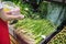 Fresh tropical vegetables on shelves in supermarket. Supermarket shelf, organic herbs on display