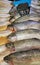 Fresh trout fish for sale in market