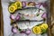 Fresh trouts and vegetables on cooking pan prepared to roast