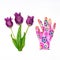 Fresh tulips flowers and garden glove on white background. Creative composition. Gardening, spring work in garden concept. Flat