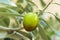 Fresh turkish aegean olive seed on nature, green raw olive tree branch, olive background