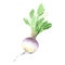 Fresh turnip with leaves for a healthy diet. Watercolor sketch. Isolated. Vector