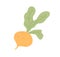 Fresh turnip with leaves. Icon of swede tuber with tops. Raw root vegetable. Flat vector illustration of natural veggie