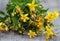 Fresh Tutsan herb close up on wooden table