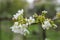 A fresh twig blooming tree, a background of soft defocus.