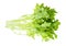 Fresh twig of curly endive lettuce isolated