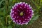 Fresh twig of mix color purple and white Dahlia flower blooming in the garden, town Delchevo