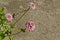 Fresh twig of rose zinnia Flower bloom flower in the garden