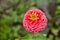 Fresh twig of rose zinnia Flower bloom flower in the garden, Sofia