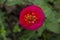 Fresh twig of rose zinnia Flower bloom flower in the garden, Sofia