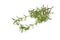 Fresh twig of Winter savory