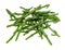 Fresh twigs of Salicornia glasswort plant cutout