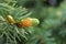 Fresh twigs shoots, spruce branches are on a blurred coniferous background.