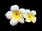 Fresh twin white frangipani is blooming together isolated on black background