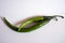 Fresh two green chilies with white background