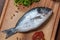 Fresh uncooked dorado fish with ingredients closeup