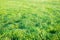 Fresh uncut green lawn grass background