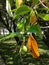 Fresh unique green fruit plants in the park