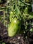 fresh unripe green tomatoes ripen on a bush