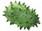 Fresh unripe  Kiwano or Horned Melon Cucumis metulferus pepo fruit isolated