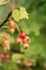 Fresh unripe red currant berries