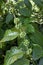 Fresh unripe young coffeebeans in a plant