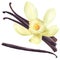 Fresh vanilla pods and white, yellow flower, four sticks, food ingredient, isolated, hand drawn watercolor illustration