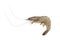 Fresh Vannamei shrimp, whiteleg shrimp, Pacific white shrimp or king prawn isolated on white