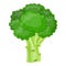 Fresh Vegetable broccoli isolated icon