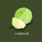 Fresh vegetable Cabbage isolated vector illustration