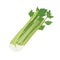 Fresh Vegetable Celery isolated icon