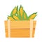 fresh vegetable corn in wooden basket