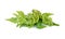 Fresh vegetable fern or paco fern on white background