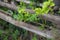 Fresh Vegetable planting in bamboo , organic food for Health