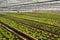 Fresh vegetable salad growing in greenhouses Thailand