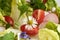 Fresh vegetable salad with wild edible plants - common daisy, chickweed, nipplewort