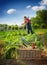 Fresh vegetables in basket laying in garden