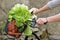 Fresh vegetables in a bike basket