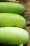 Fresh vegetables - green hatch in the market.