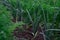 Fresh vegetables growing in an allotment garden