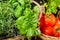 Fresh vegetables and herbs in a basket