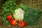 Fresh vegetables in a pile of white cabbage roach of red peppers and green bunches of parsley and dill