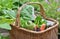 Fresh vegetables in a wicker basket harvesting in garden