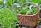 Fresh vegetables in a wicker basket harvesting in garden