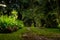 Fresh vegetation at Anton Valley in Panama with tropical plants and greenery