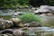 Fresh Vegetation in the Pigeon River, North Carolina